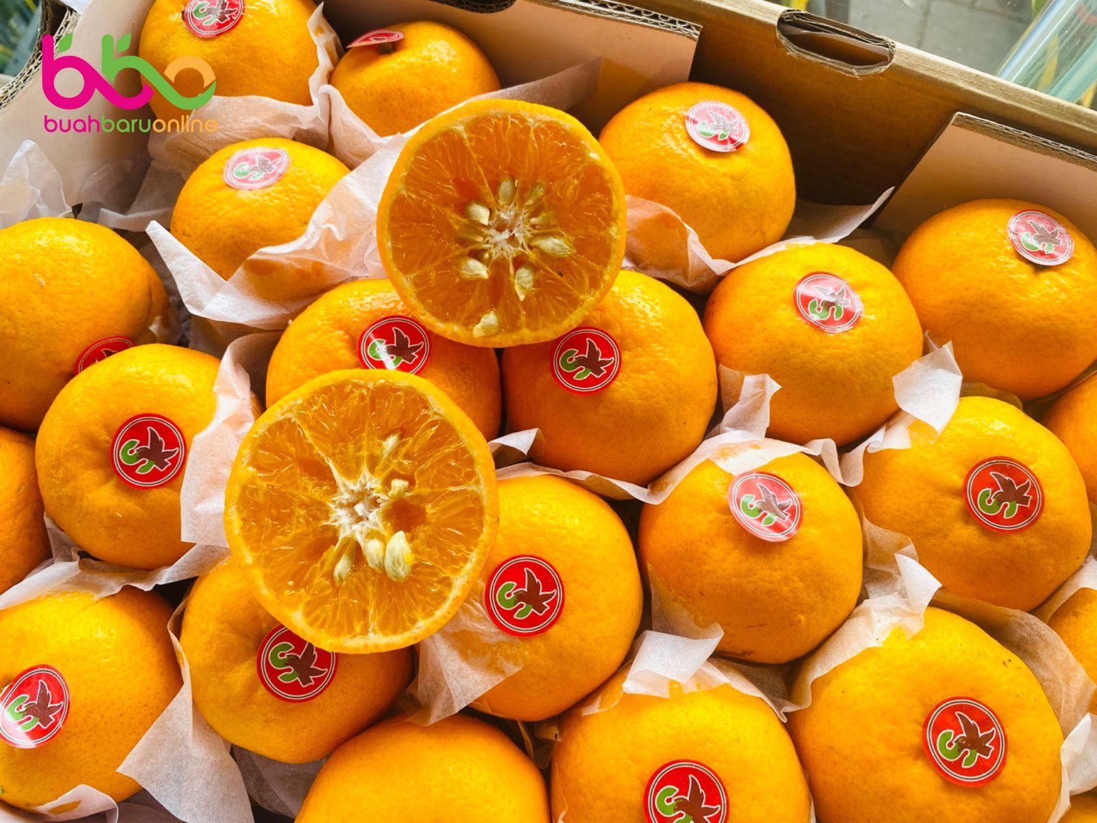 JERUK WOGAN CITRUS