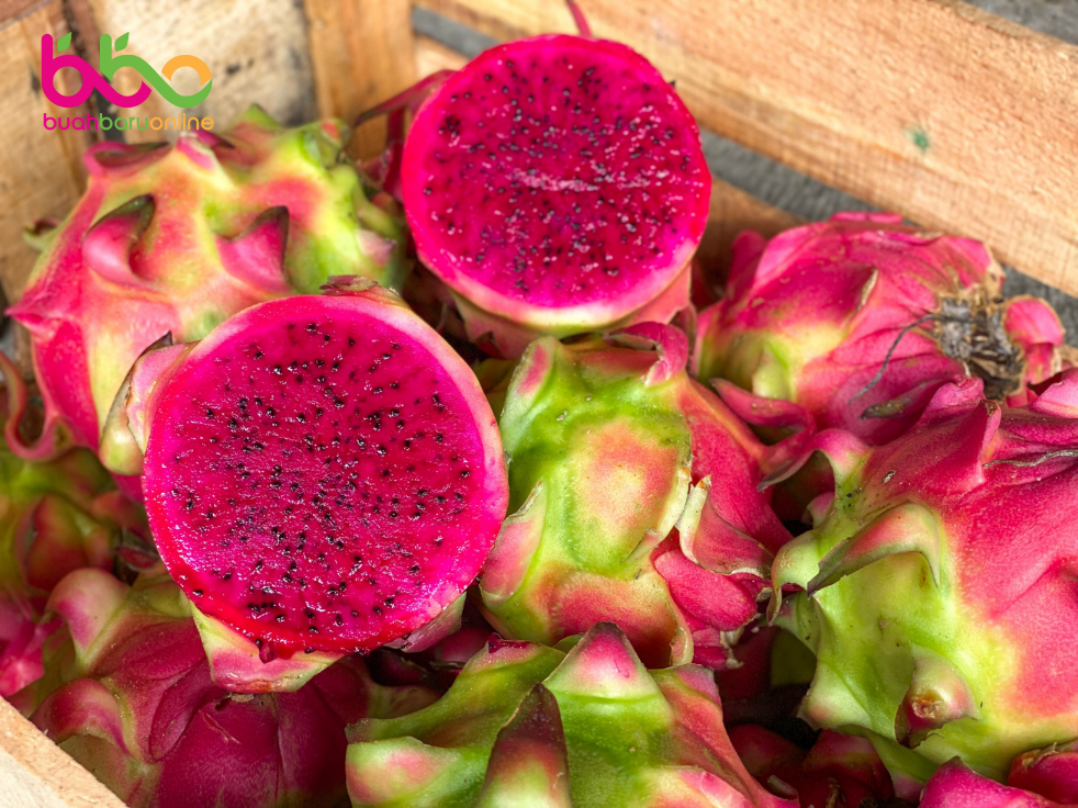 Buah Naga Merah Jumbo
