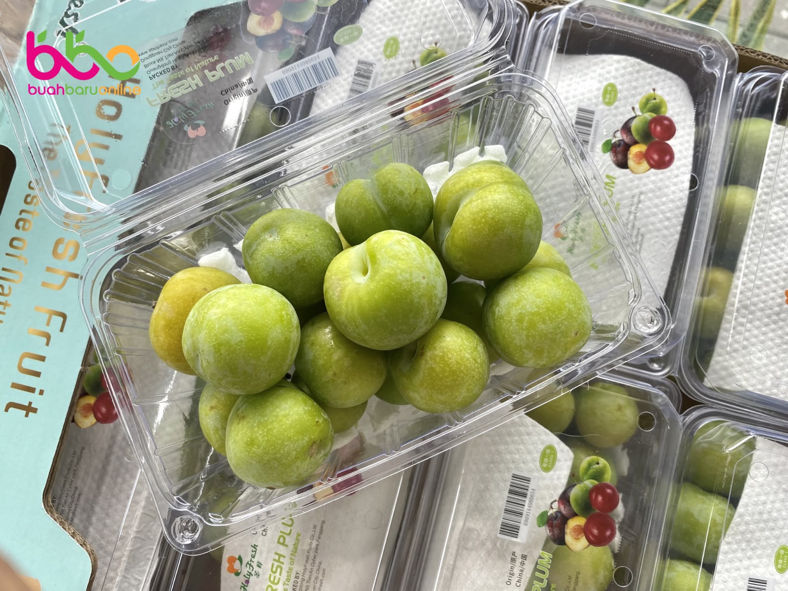 PLUM GREEN CHINA
