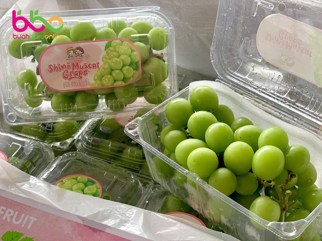 Anggur GREEN SHINE MUSCAT