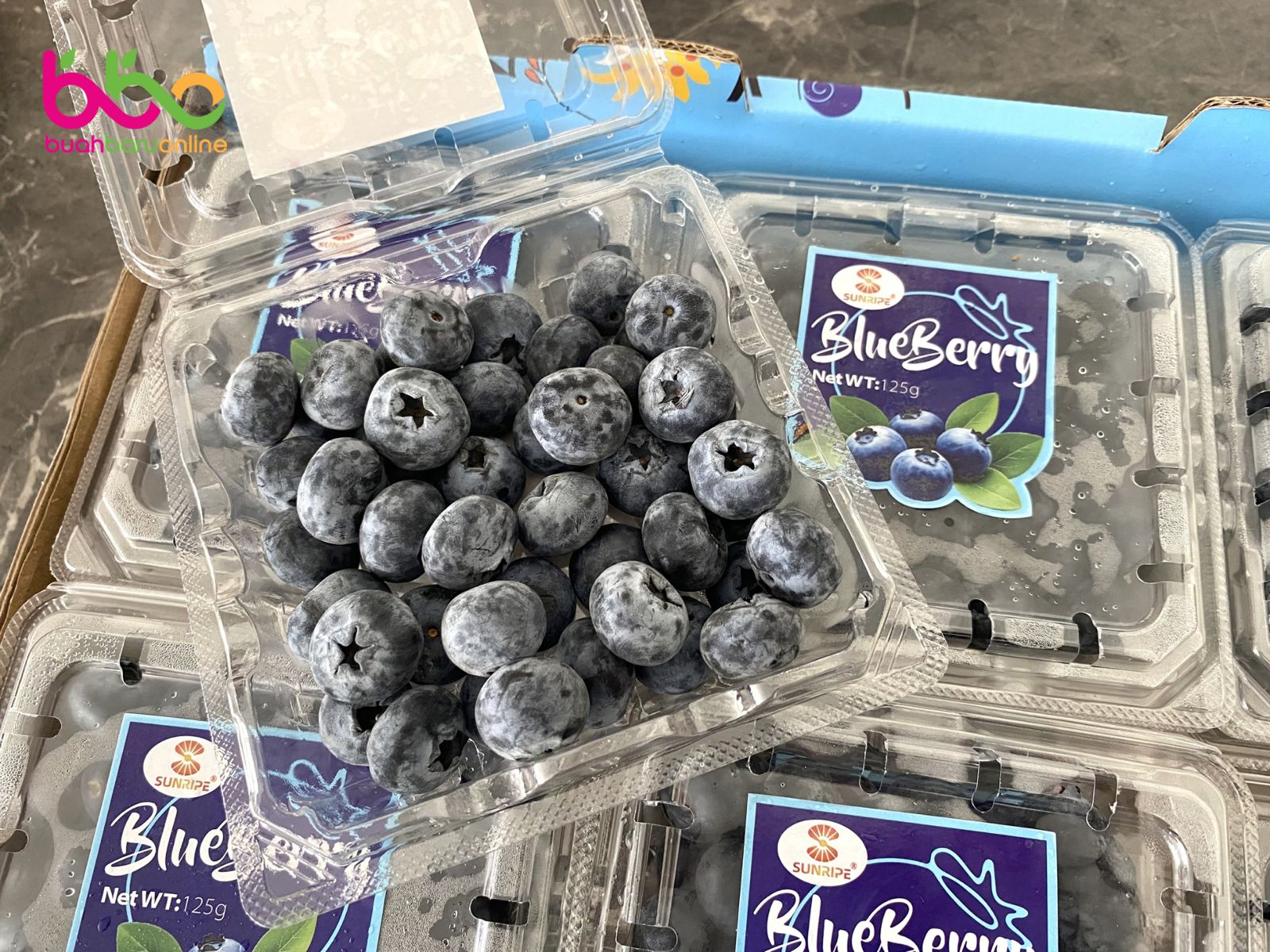 Blueberry CHINA